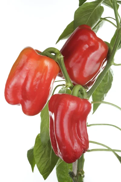 Fresh peppers detail — Stock Photo, Image