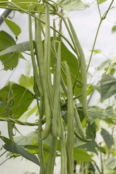 熟した緑豆の植物 ロイヤリティフリーのストック写真
