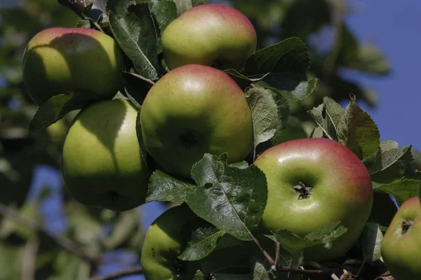 Ripe apples tree — Stock Photo, Image