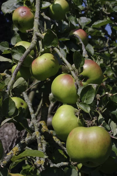 Ripe apples tree — Stock Photo, Image