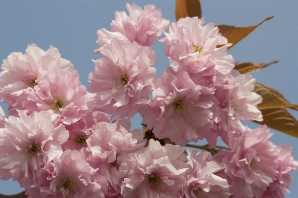 Třešňový květ květiny — Stock fotografie