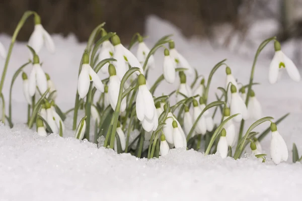 Flores de gota de neve — Fotografia de Stock