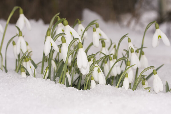 Snowdrop flowers