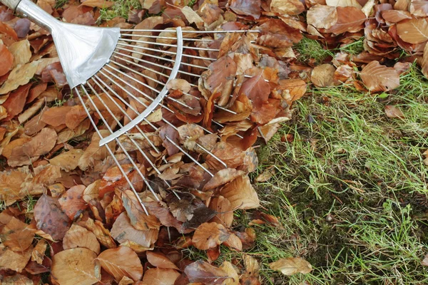 Rastrillo con hojas de otoño —  Fotos de Stock