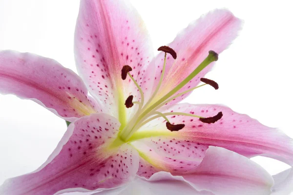 Pink lily květina — Stock fotografie