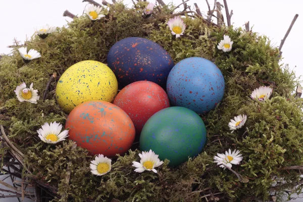 Oeufs de Pâques dans le nid — Photo