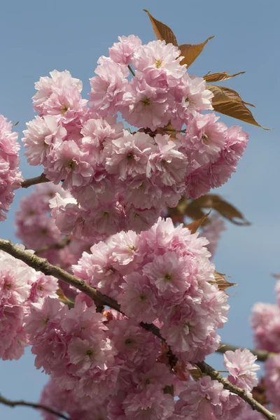 Cherry Blossom flowers — Stock Photo, Image