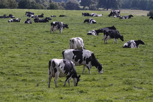 Vaches broutant dans le champ — Photo