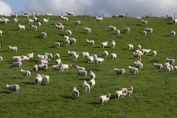 Ovejas y corderos Grazing —  Fotos de Stock