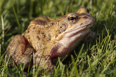 ortak kurbağa portre