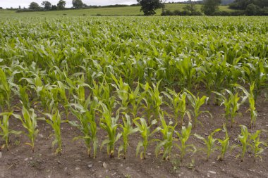 Tarlada büyüyen mısır