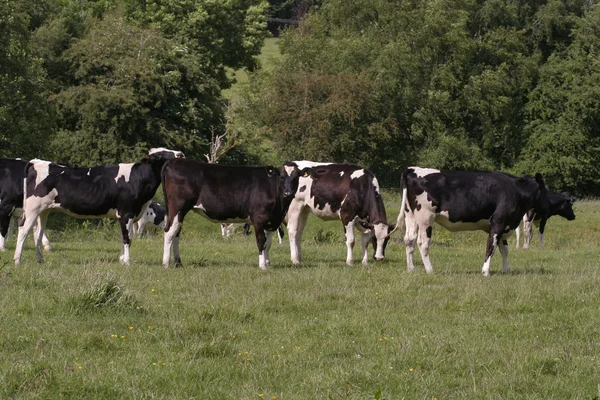 Vaches broutant dans le champ — Photo