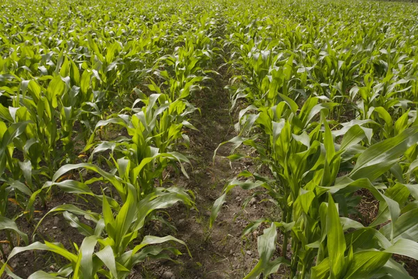 Corn growing in field — Stock Photo, Image