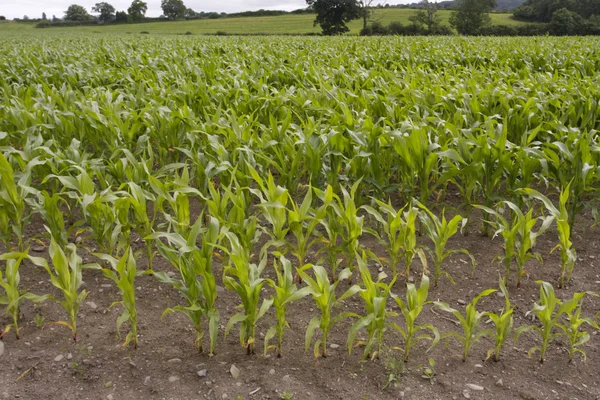 Mais wächst auf dem Feld — Stockfoto