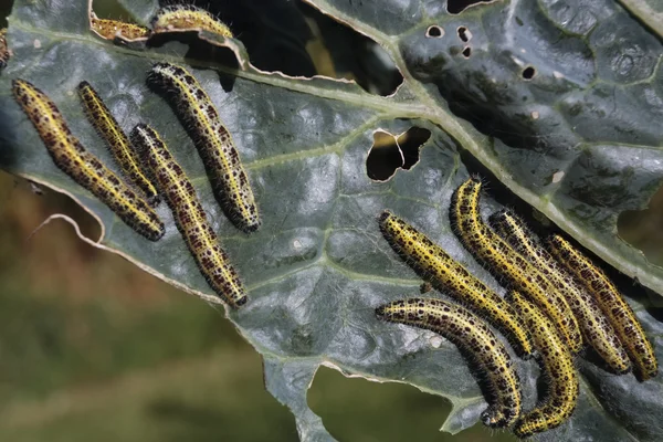 Caterpillars eating cabbage leaf