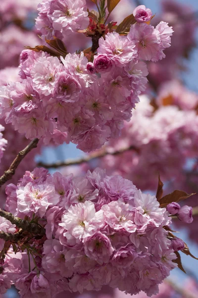 Wiśniowy kwiat wiosną — Zdjęcie stockowe