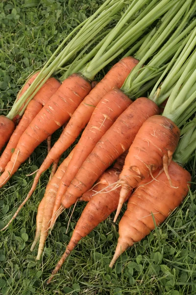 Ripe carrots bunch — Stock Photo, Image