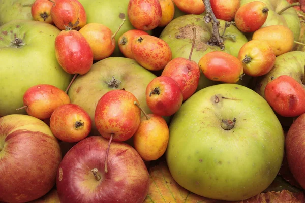 Mixed autumn fruit — Stock Photo, Image