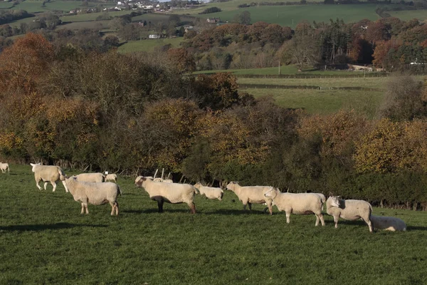Juh és bárány exportjával legeltetés — Stock Fotó