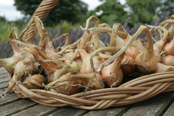 Bund reife Zwiebeln — Stockfoto