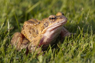 ortak kurbağa portre 