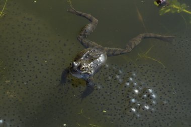 Kurbağa ve gölet üzerinde spawn