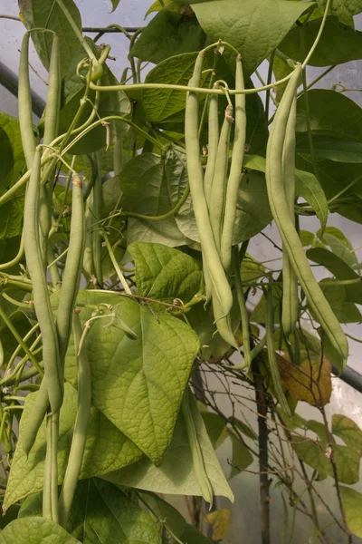 Green beans growing — Stock Photo, Image