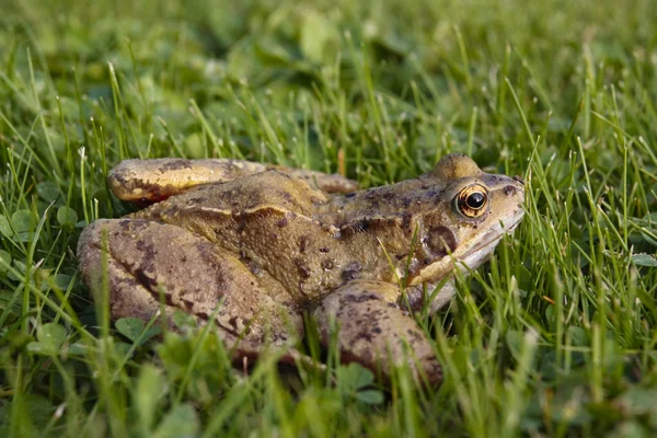Společné closeup žába — Stock fotografie