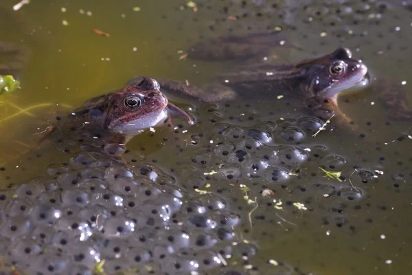 Grenouille commune avec frai — Photo