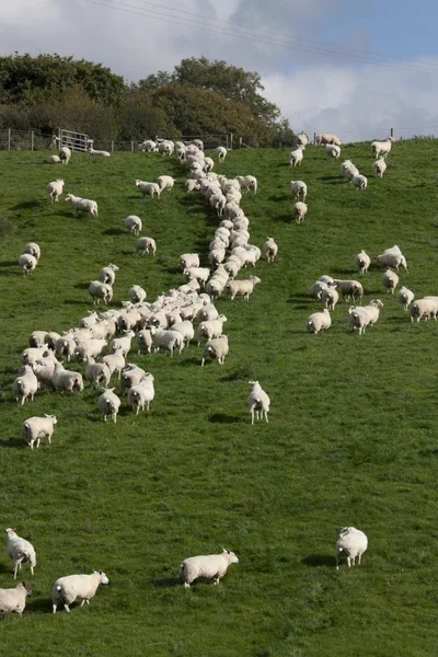 Sheep and lambs grazing — Stock Photo, Image