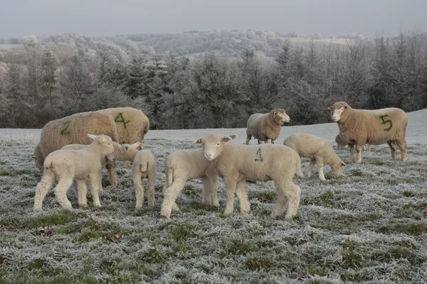 Ovinos e cordeiros pastando no inverno — Fotografia de Stock