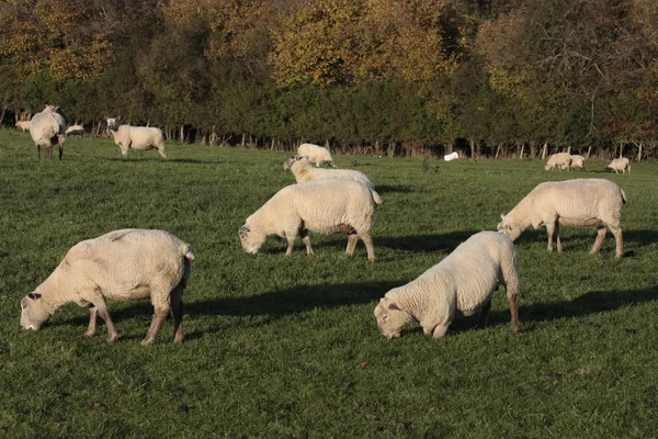 Sheep and lambs grazing — Stock Photo, Image