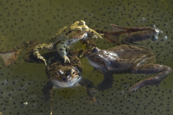 Žáby a spawn na rybníku — Stock fotografie