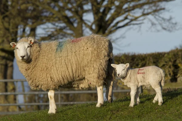 Овца и ягненок в сельской местности — стоковое фото