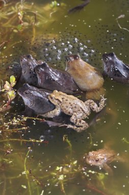 Ortak kurbağa ve kurbağa