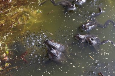 Ortak kurbağa ve spawn