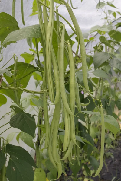 绿色的成熟豆类植物 — 图库照片