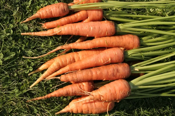 Mogen morötter gäng — Stockfoto