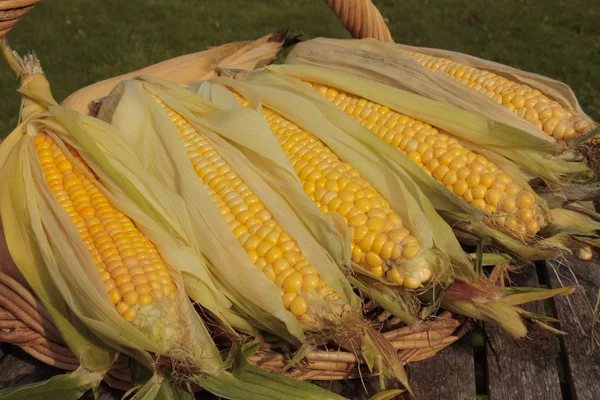 Fresh corn bunch on basket — Stock Photo, Image