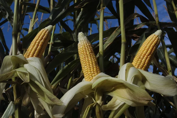 Вирощування кукурудзи в полі — стокове фото