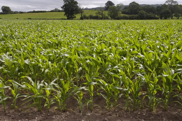 Corn growing in field — Stock Photo, Image