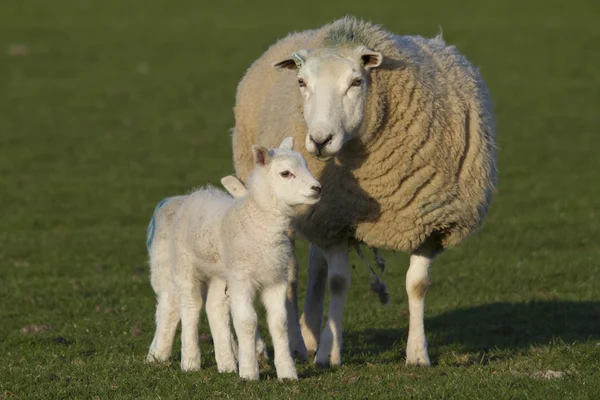 Schapen- en lamsvlees infield — Stockfoto