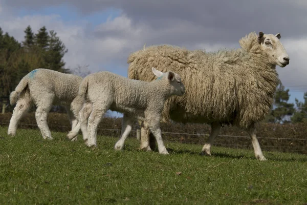 Pecore e agnelli al pascolo — Foto Stock