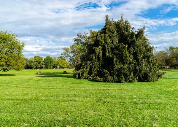 Ağaçlarla Çevrili Bir Parkta Büyük Yeşil Çimen Alanı — Stok fotoğraf