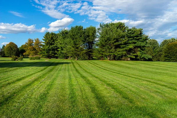 公園内の木による芝生の芝生の大面積 — ストック写真