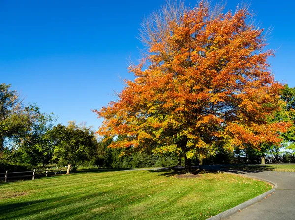 Un albero in autunno con foglie colorate — Foto Stock