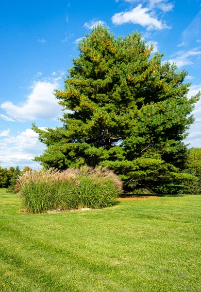 Hermoso parque con árbol de hoja perenne y hierba Fotos de stock