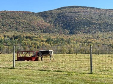Çitlerle çevrili bir çayırda, tepesi dağla kaplı bir inek..