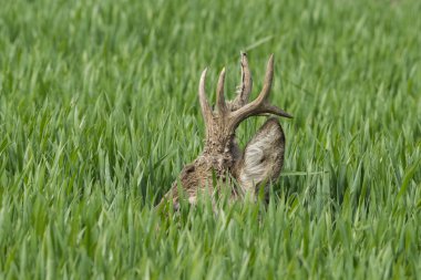 roe deer  grazing in field ( Capreolus capreolus ) clipart