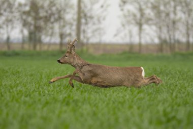 karaca (Capreolus capreolus alanında otlatma )